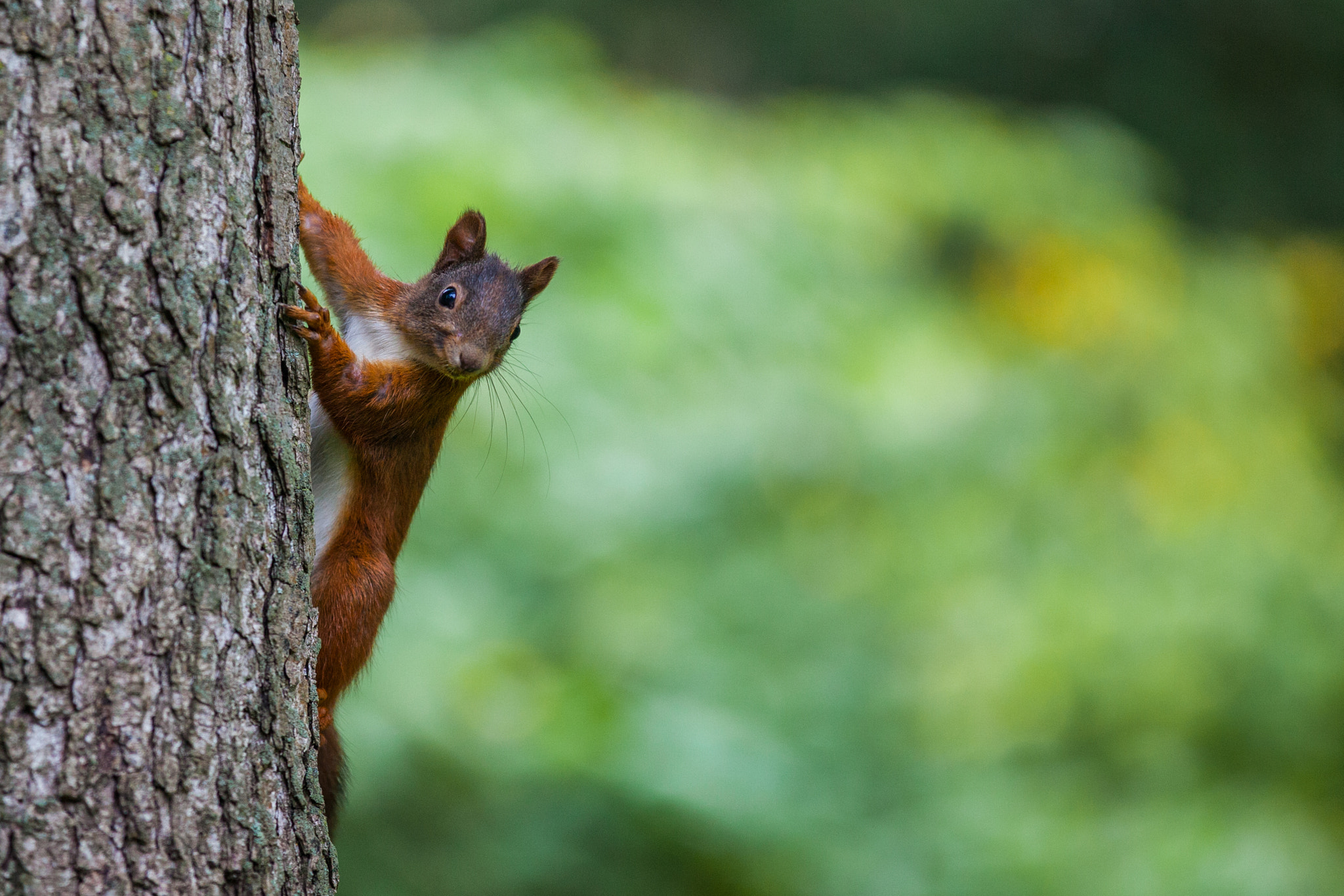 Behind the tree