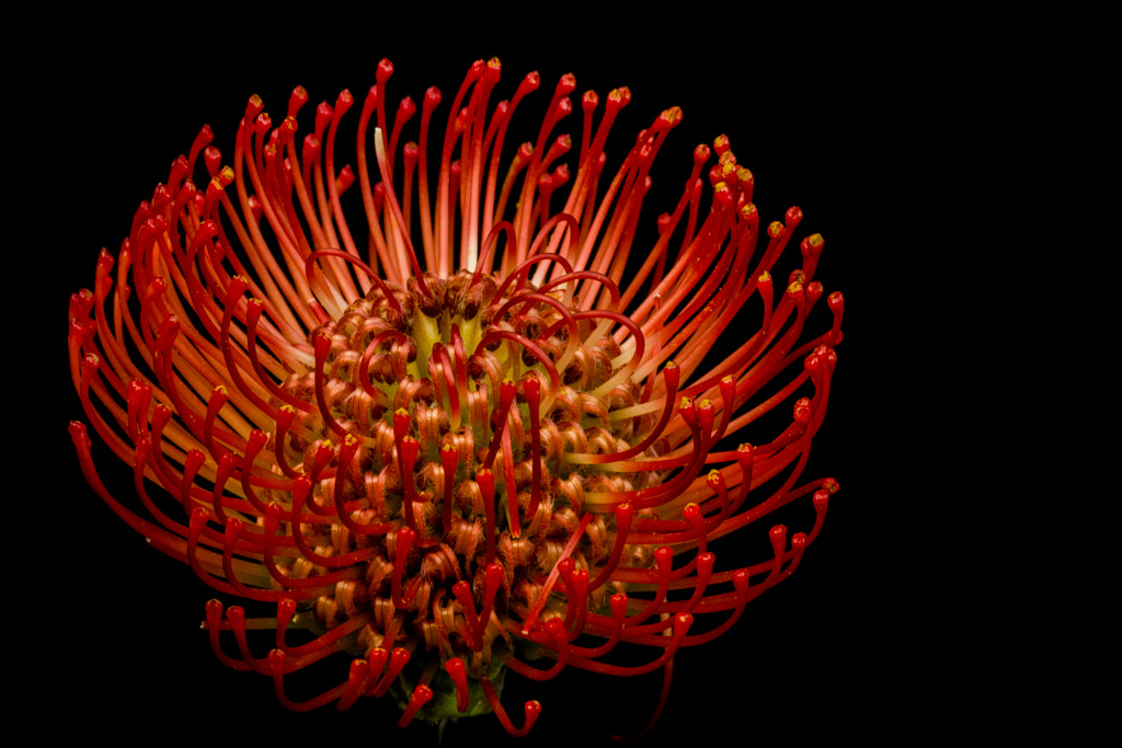 Protea nutan by Kees Ijzerman / 500px