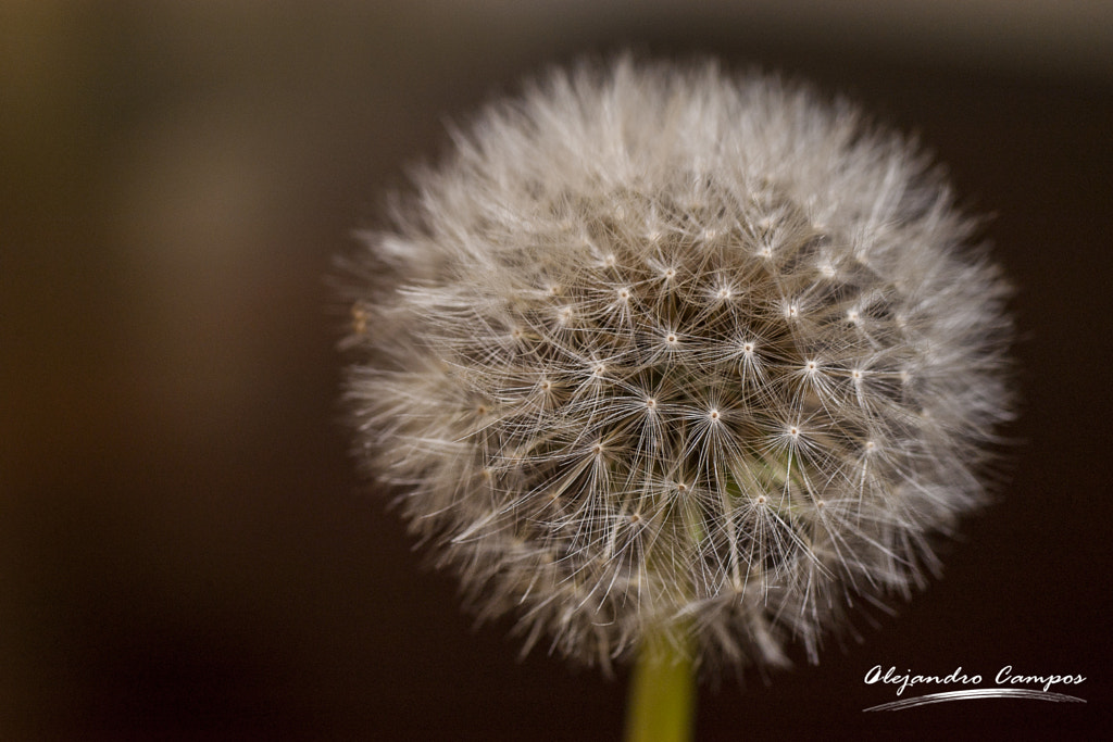 Macro 14091403 by Alejandro Campos on 500px.com