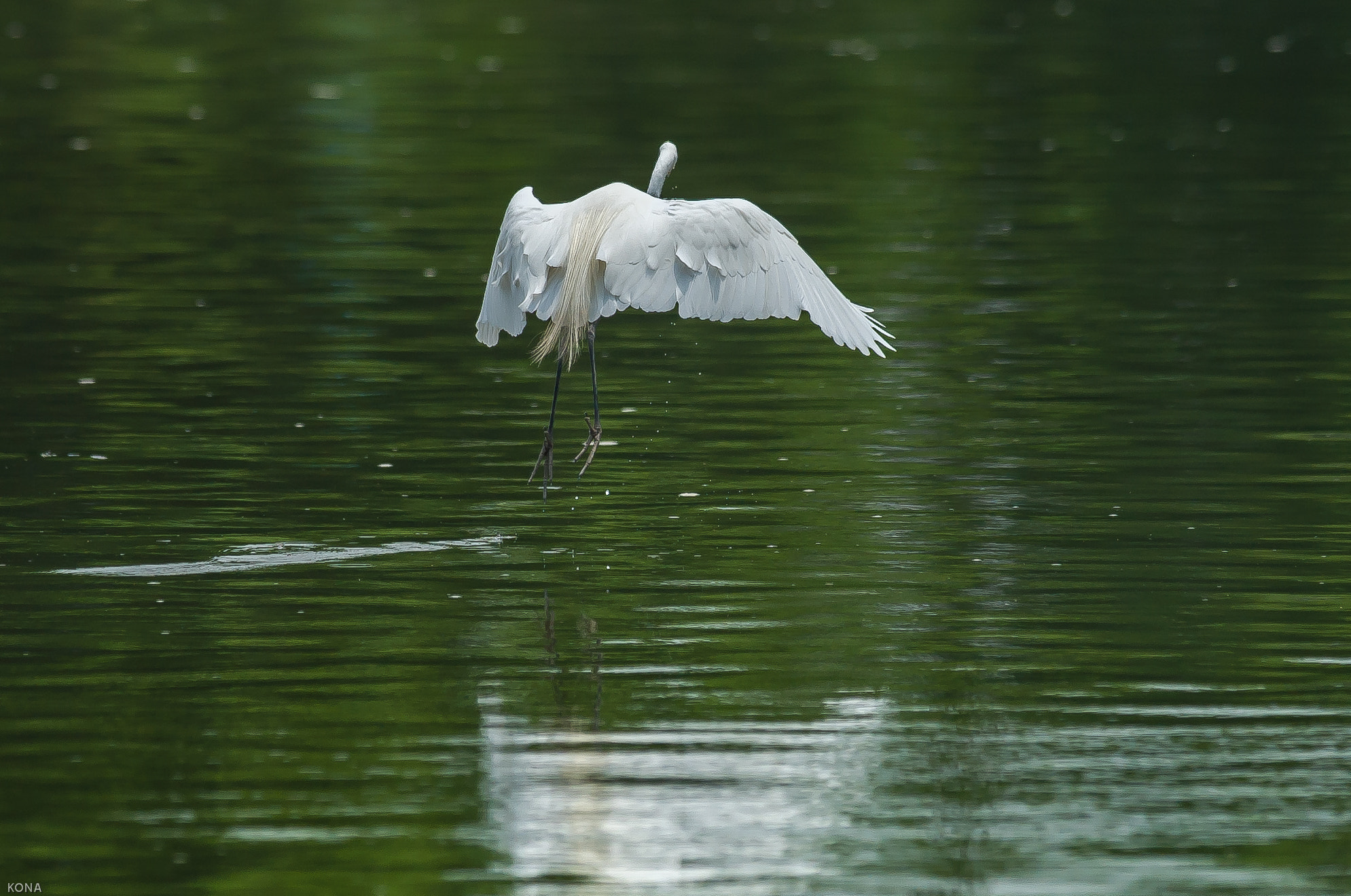 Nikon AF-S Nikkor 400mm F2.8G ED VR II sample photo. Sagi photography