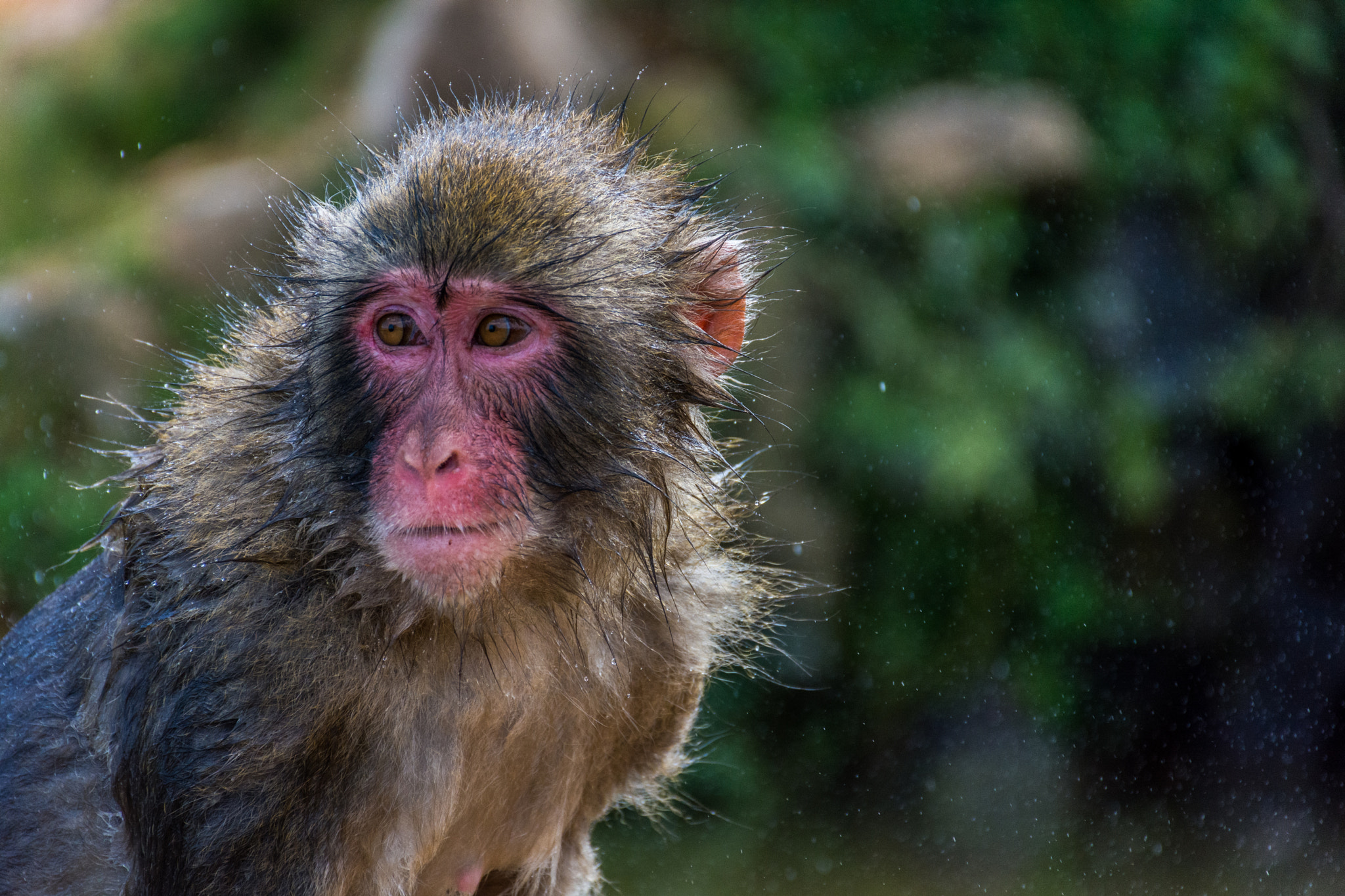Wet japanese macaque portrait