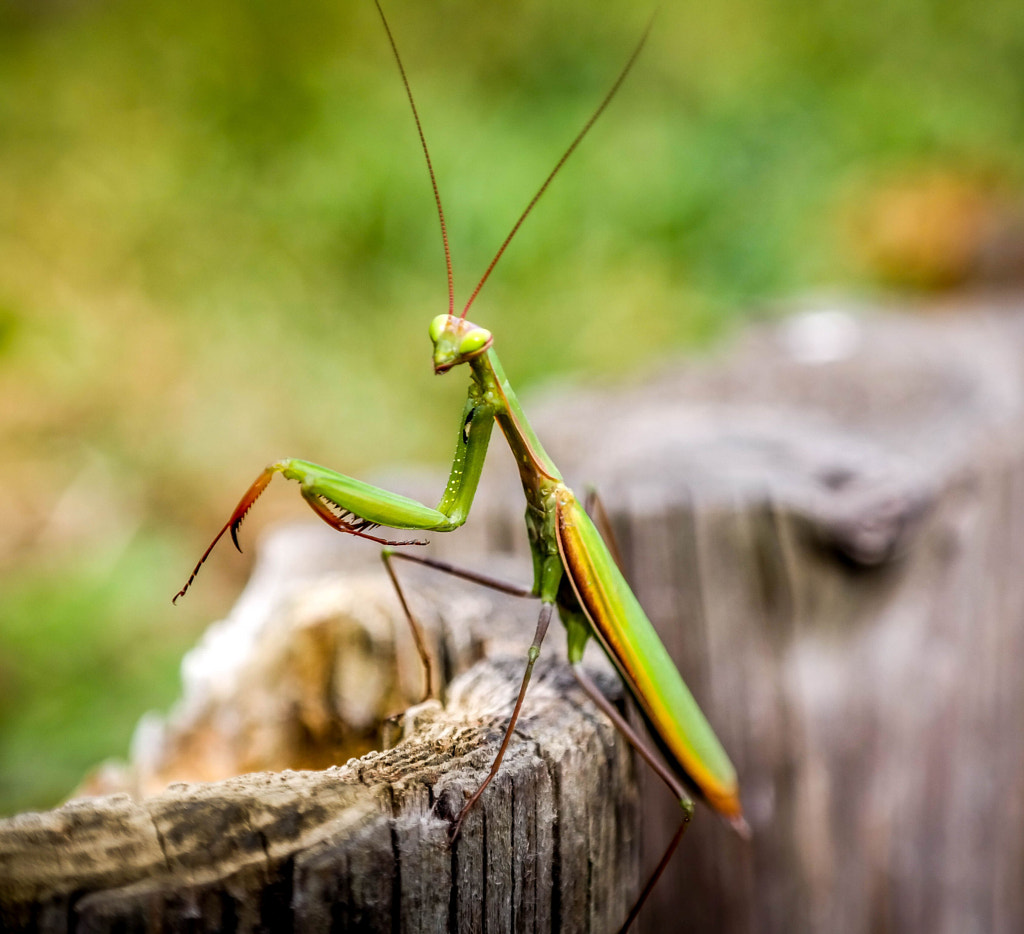 Locust by Attila Mago on 500px.com