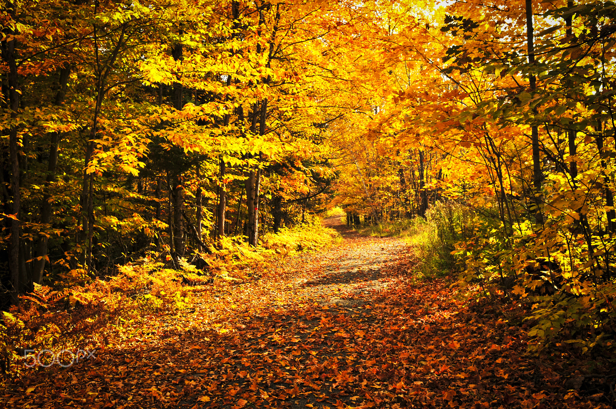 Autumn landscape with a path