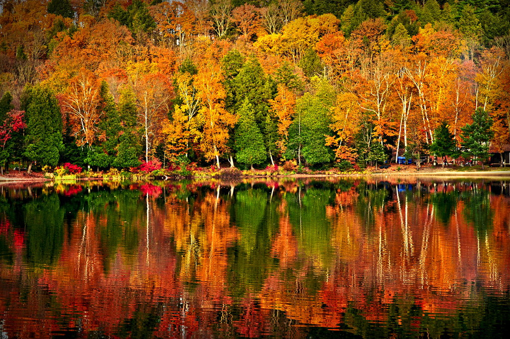 Fall forest reflections by Elena Elisseeva on 500px.com