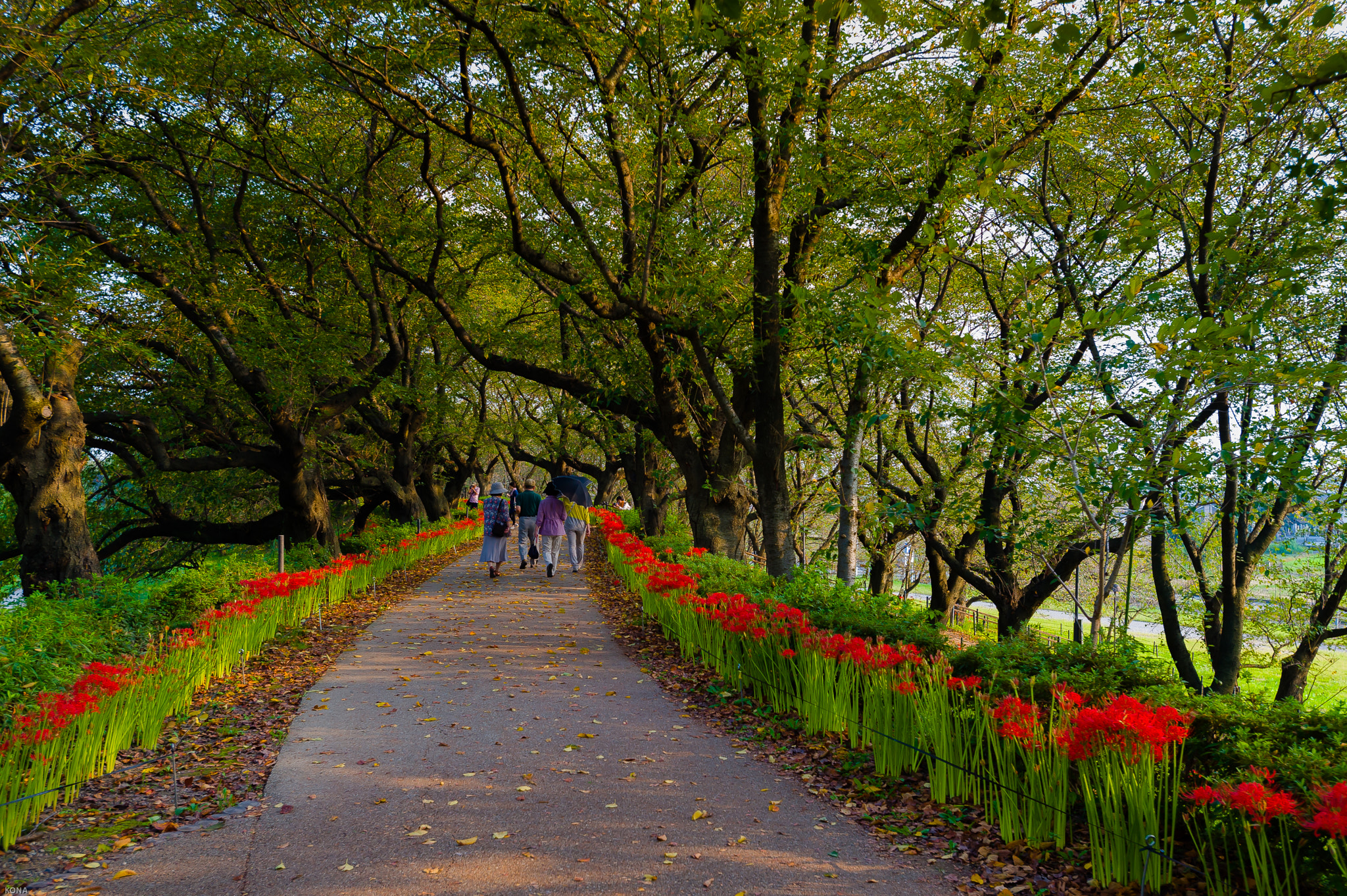 Nikon AF-S Nikkor 17-35mm F2.8D ED-IF sample photo. 彼岸花 photography