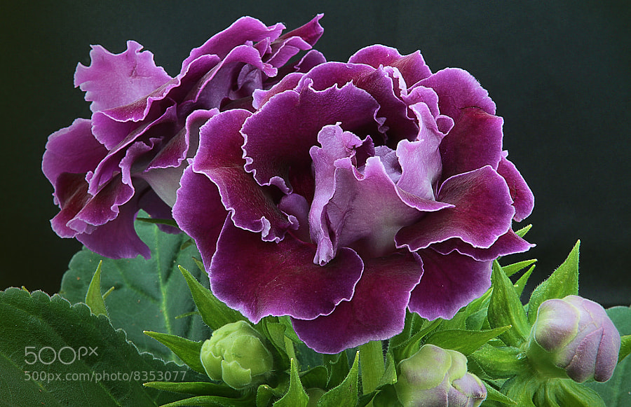 Photograph Gloxinia by Wim Bolsens