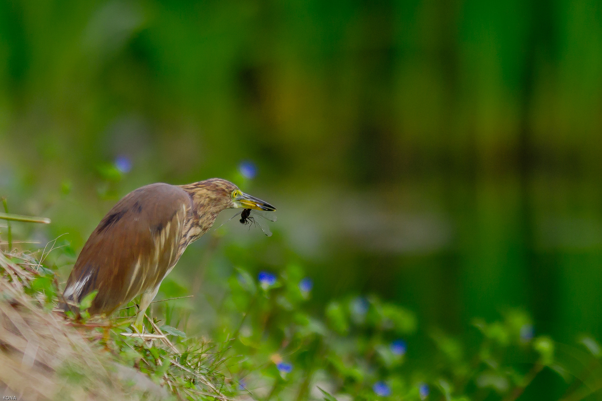 Nikon AF-S Nikkor 400mm F2.8G ED VR II sample photo. Akagasira photography