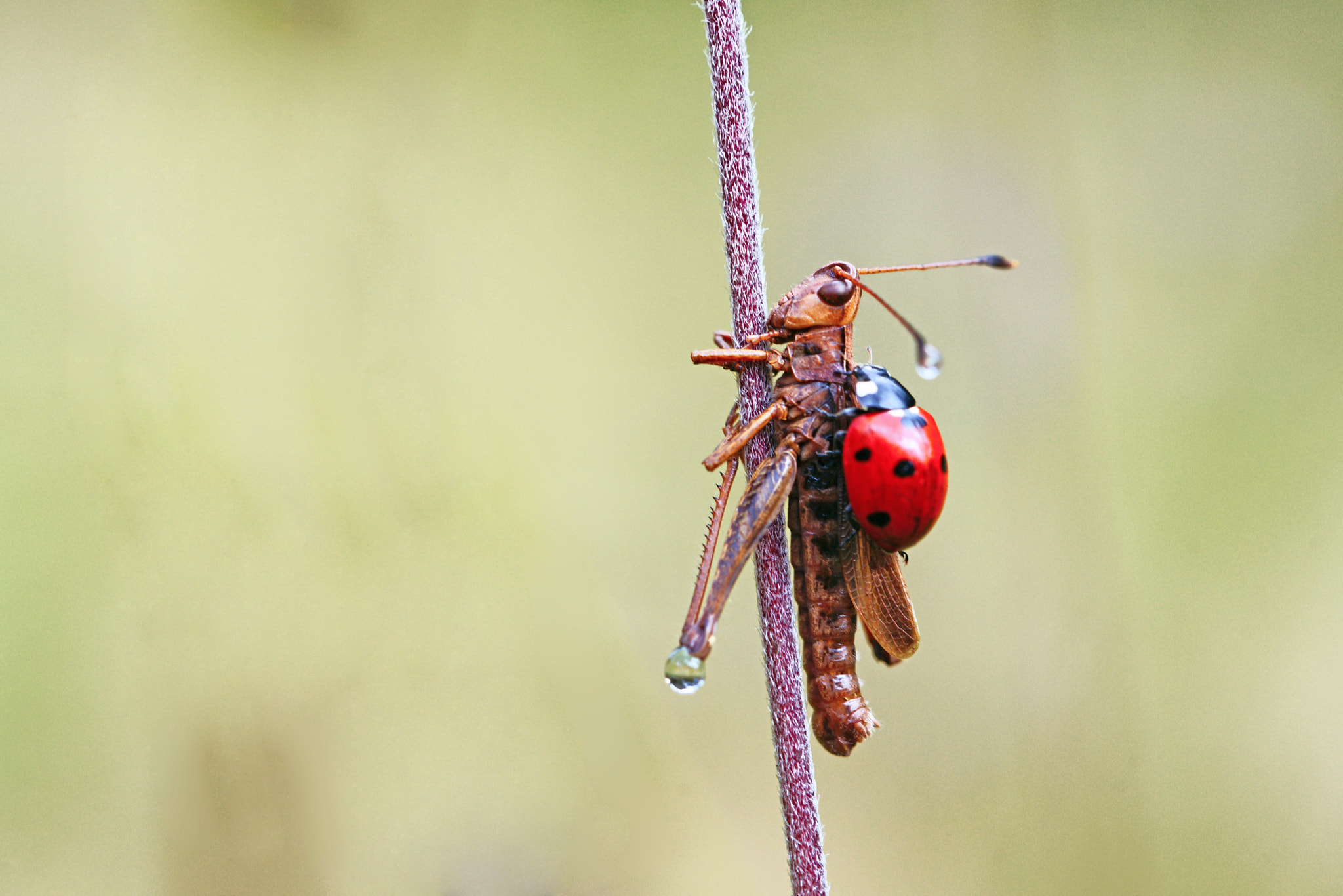 *Ladyhopper*