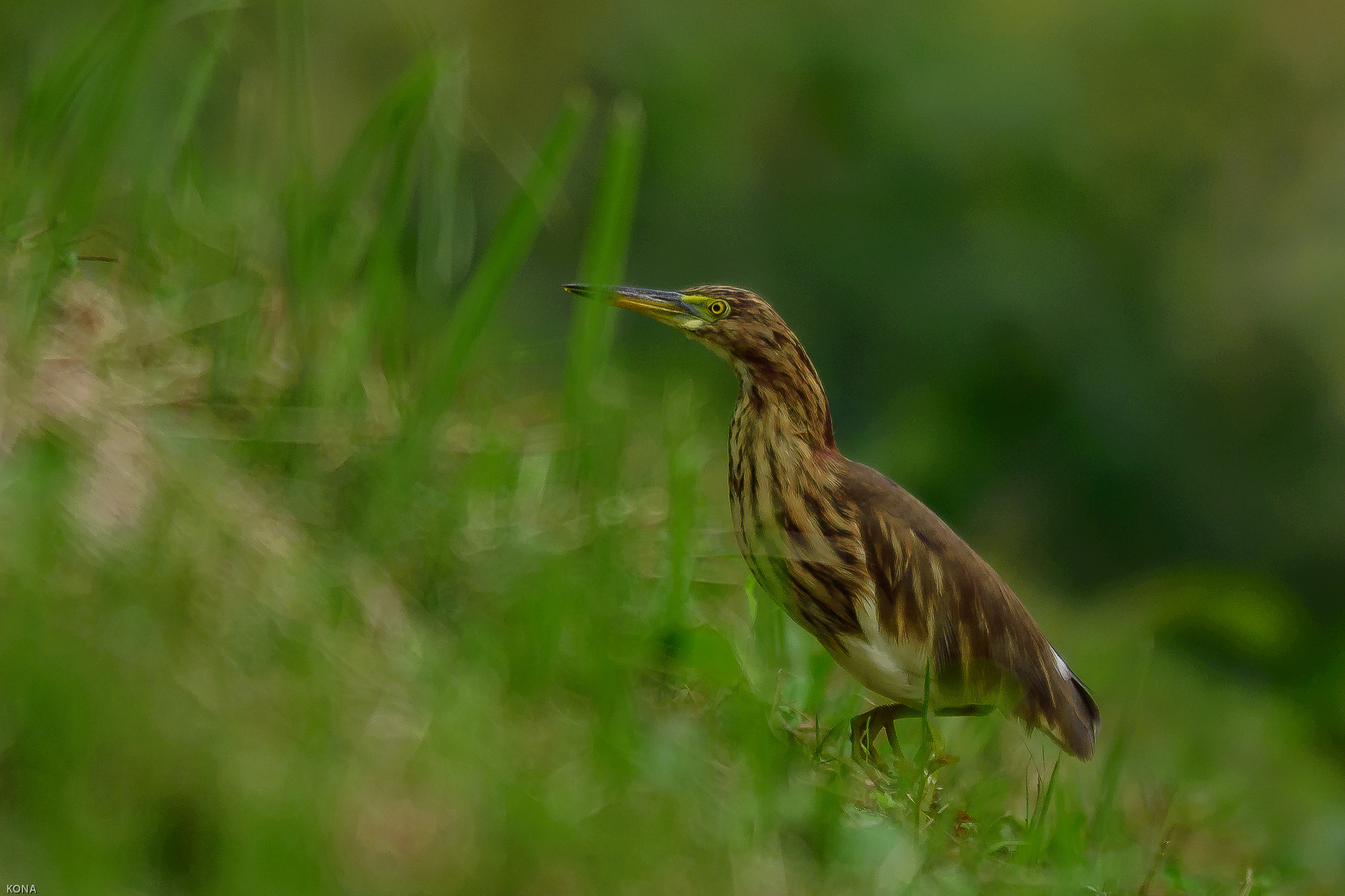 Nikon AF-S Nikkor 400mm F2.8G ED VR II sample photo. Akagasira photography