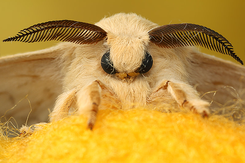 Bombyx mori by Paulo Torck - Photo 8364380 / 500px