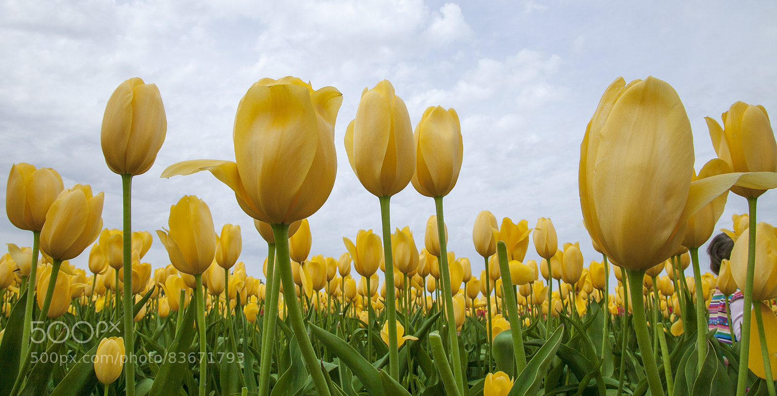 Canon EOS 5D Mark II sample photo. Untitled photography