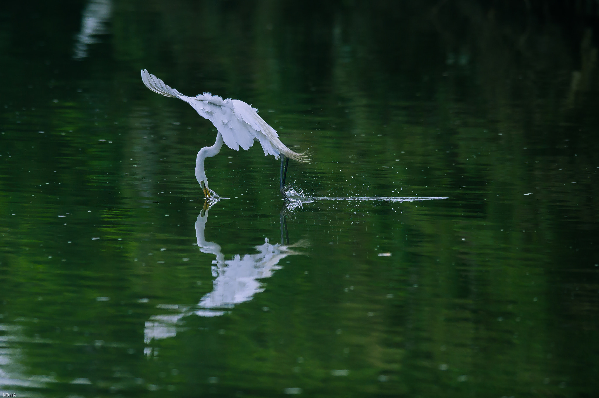 Nikon AF-S Nikkor 400mm F2.8G ED VR II sample photo. Sagi photography