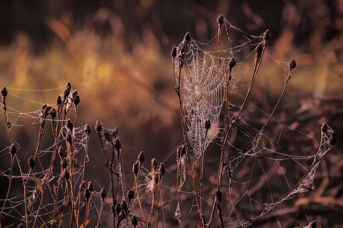 September cobweb