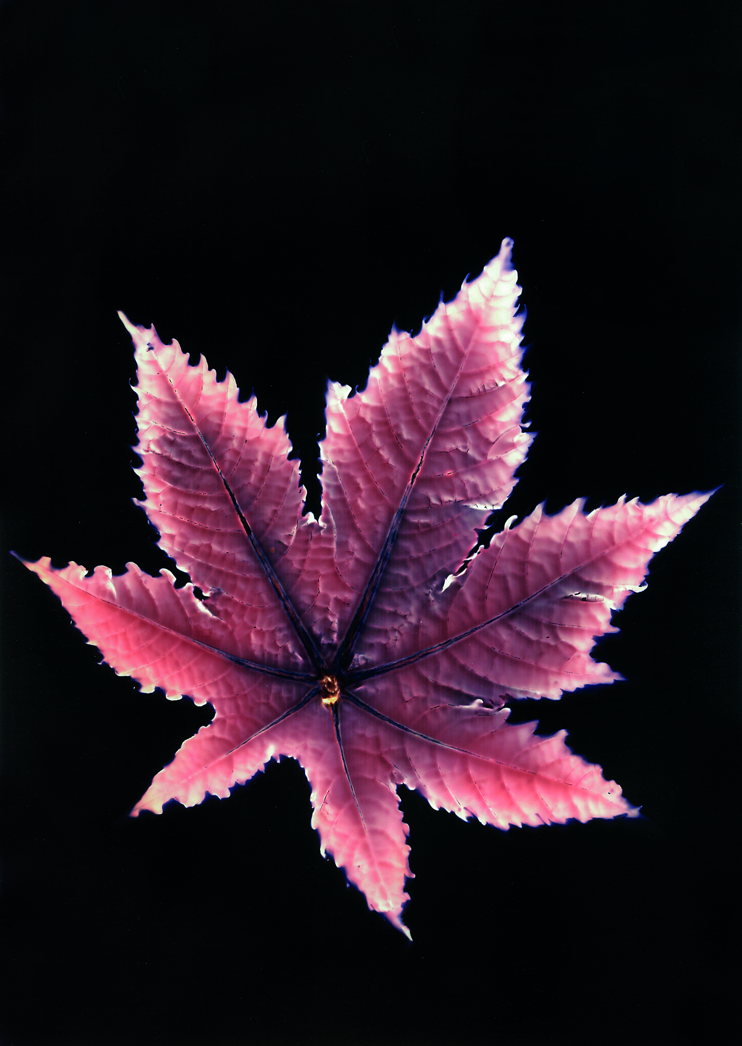 Ricino - Castor-Oil Plant