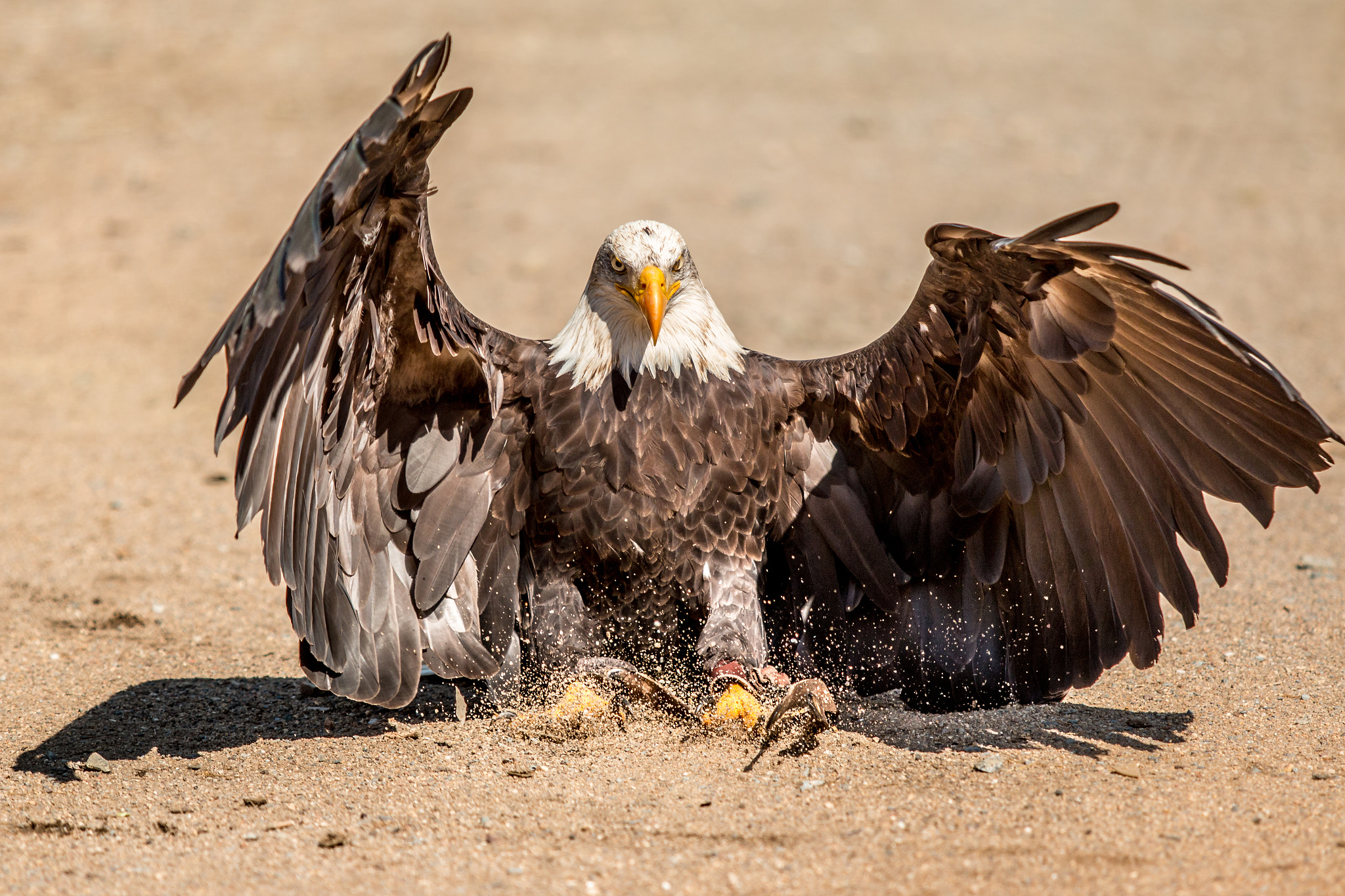 Landing