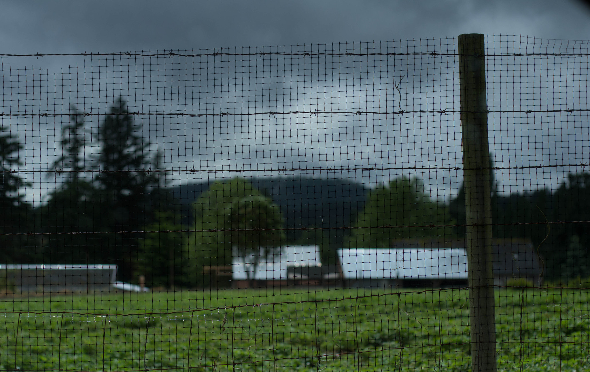 Fenced In