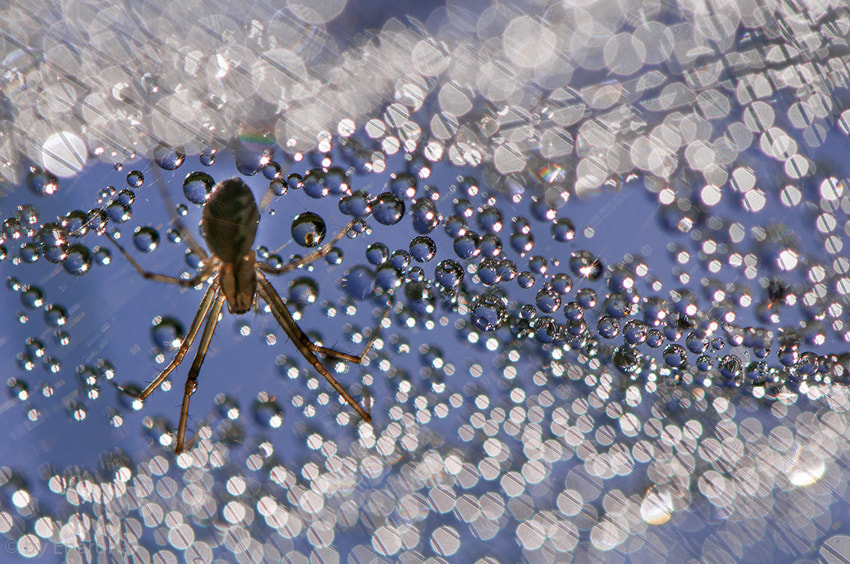 Nikon AF-S Micro-Nikkor 105mm F2.8G IF-ED VR sample photo. Spider in her web photography