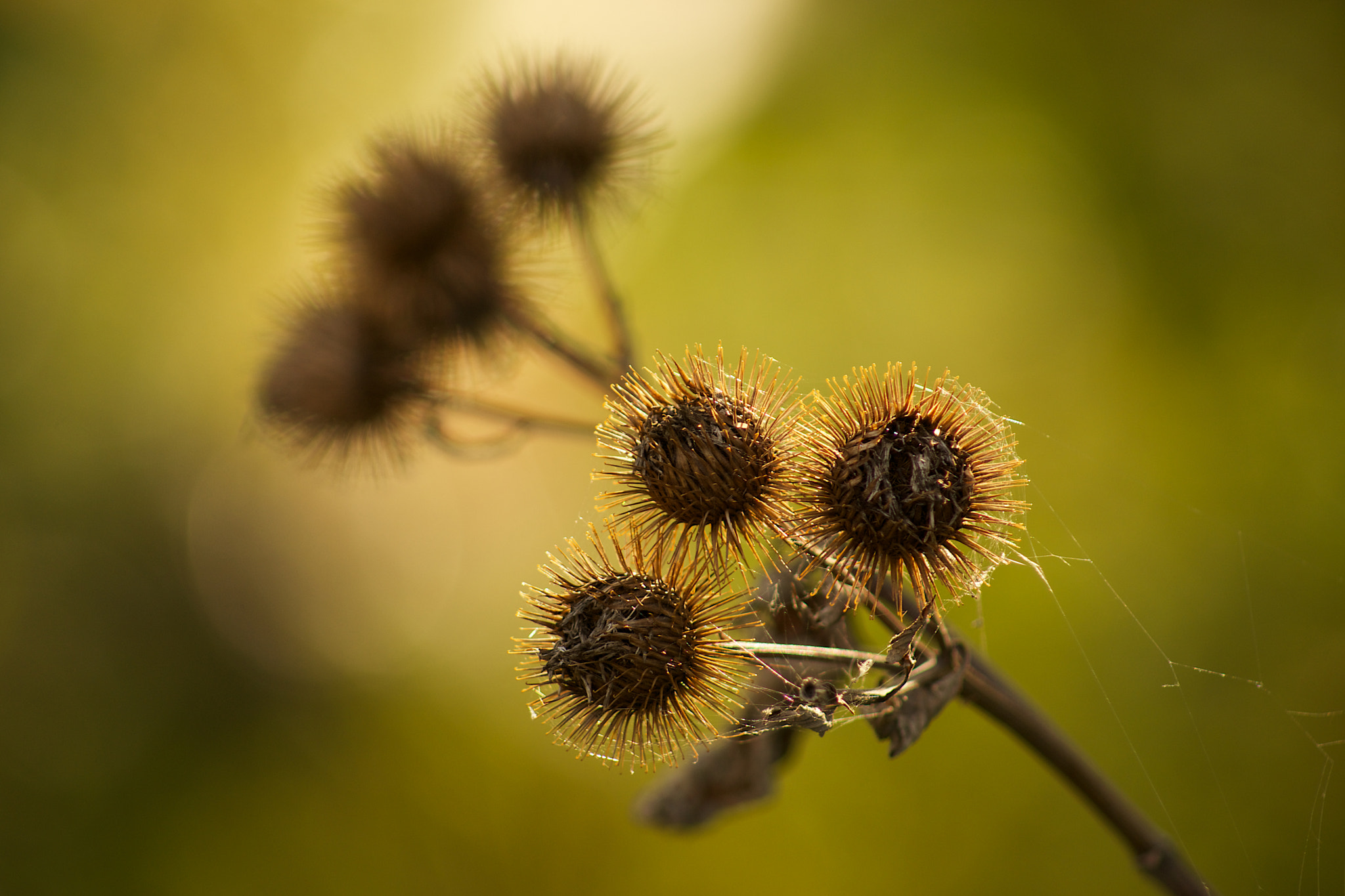 Flower in the sun