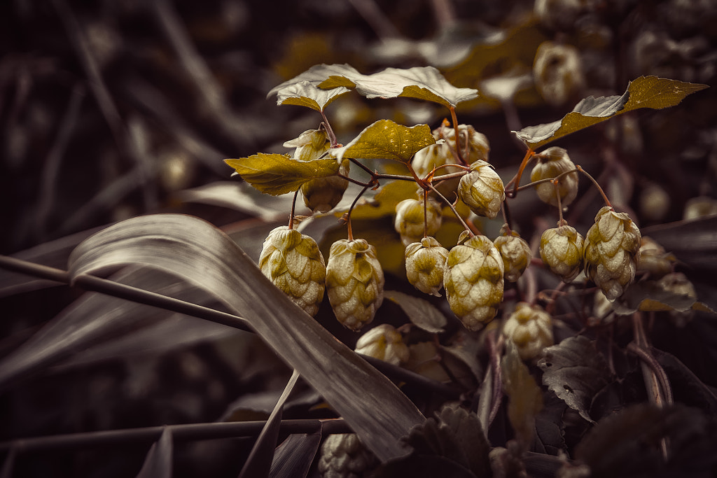 Hops by Alexey Chmykhalov on 500px.com