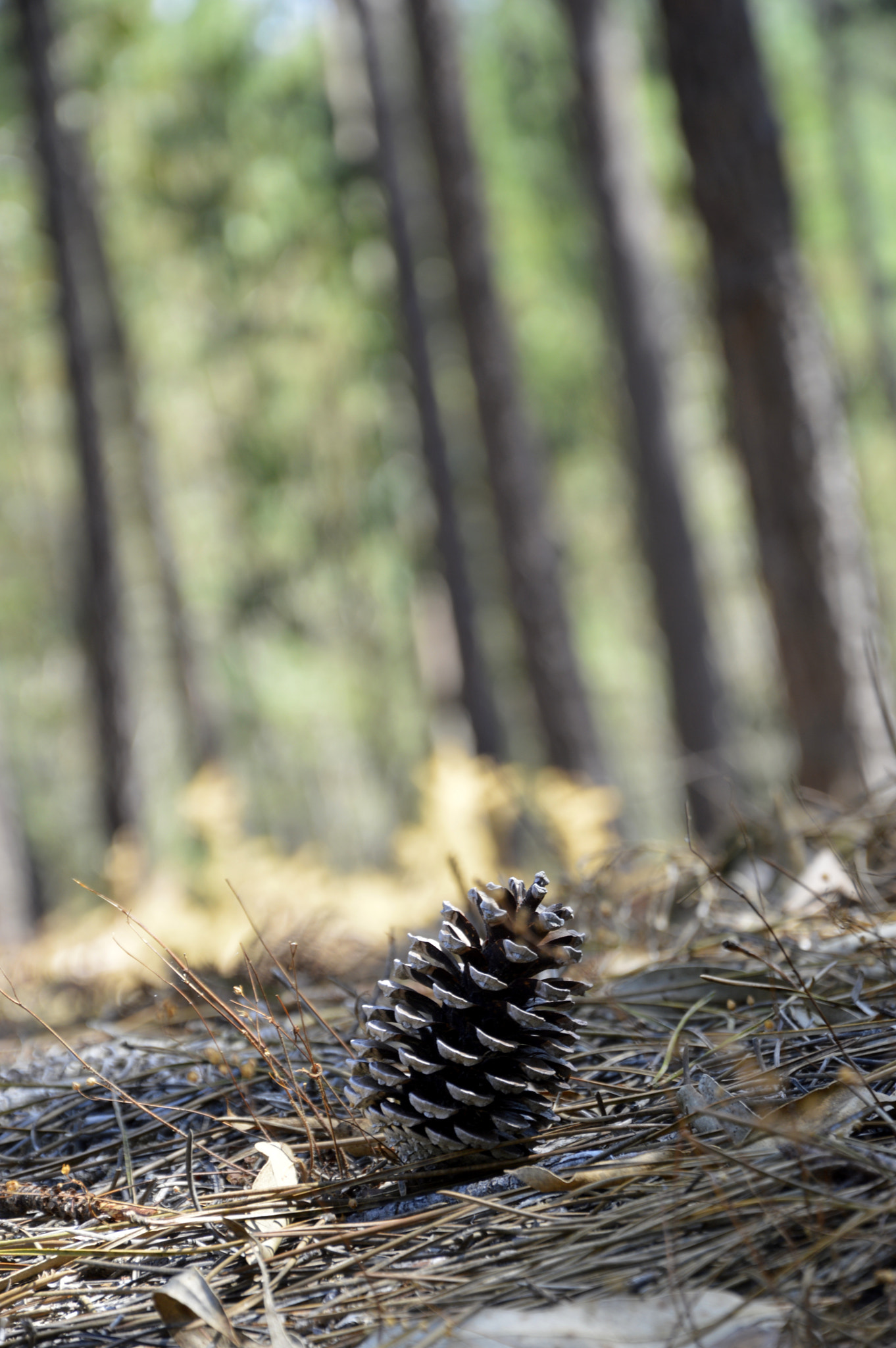 Fir-cône