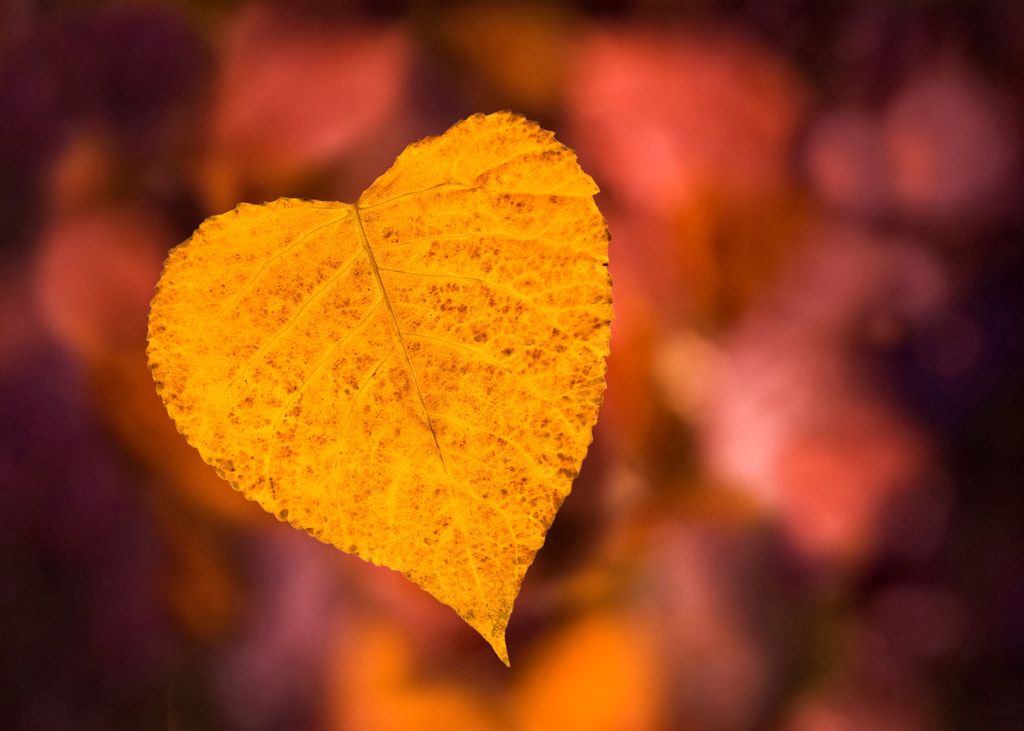 From autumn with love de Gergana Genova sur 500px.com