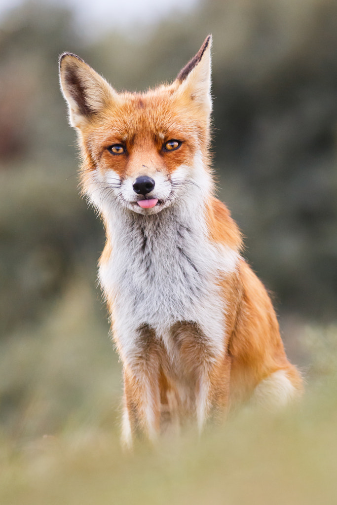 :-P by Pim Leijen on 500px.com