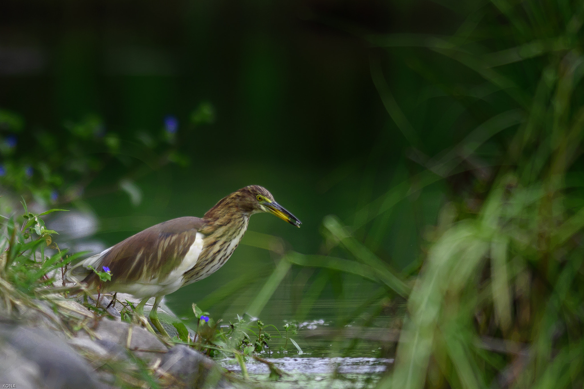 Nikon AF-S Nikkor 400mm F2.8G ED VR II sample photo
