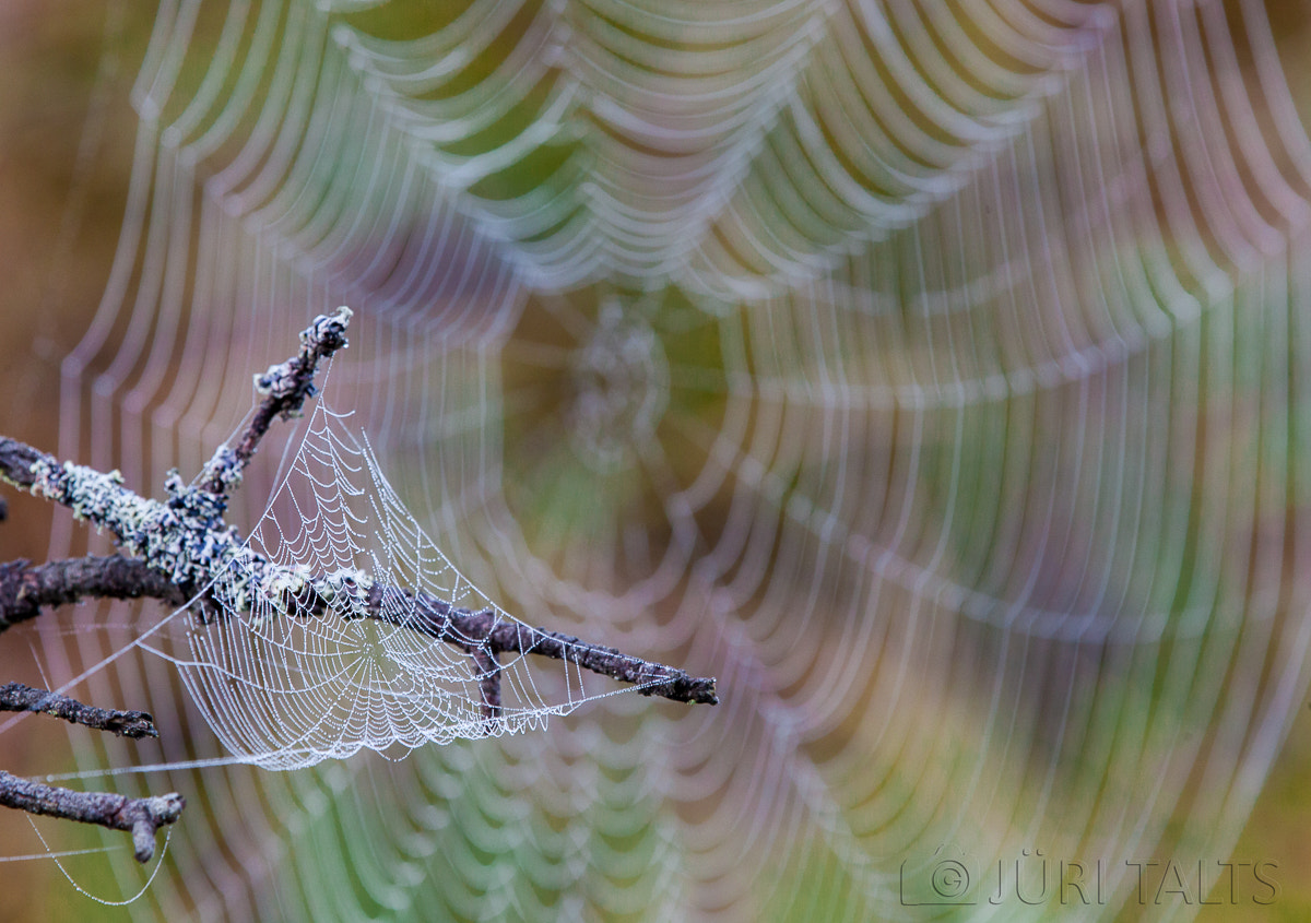 Double spider net