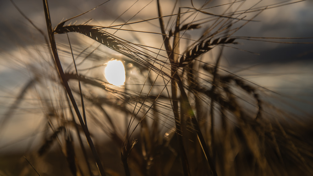 Barley Silhouette by Travis Harvey on 500px.com