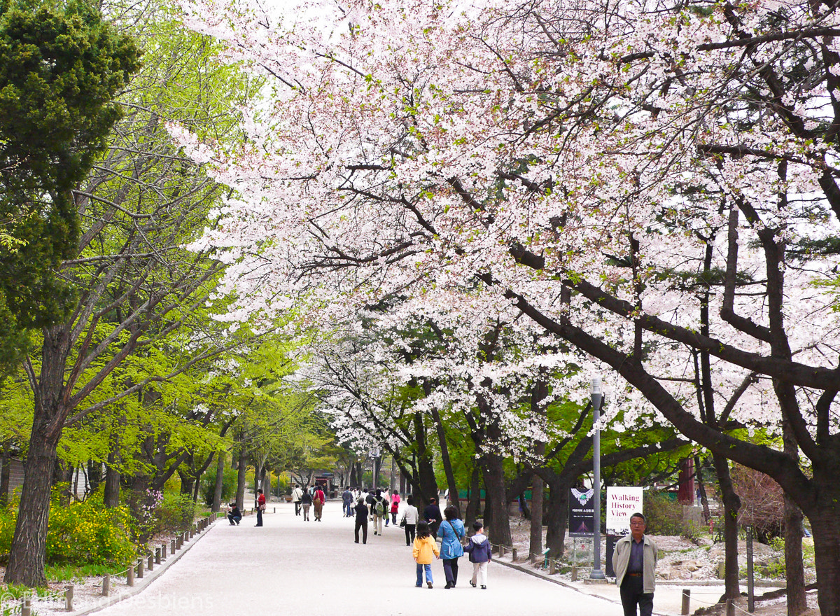 Panasonic DMC-LX2 sample photo. Cherry blossom photography