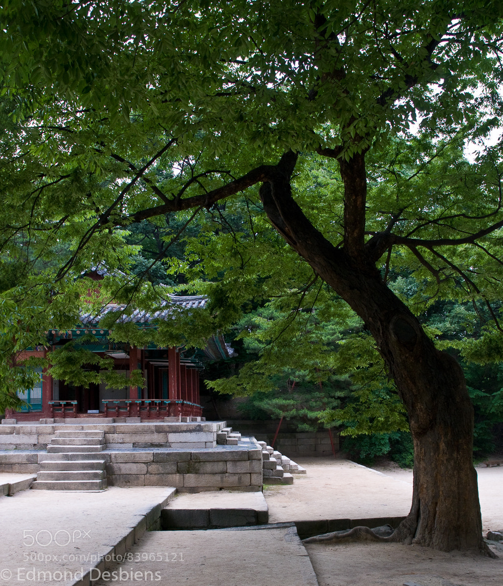 Nikon D300 sample photo. Garden photography