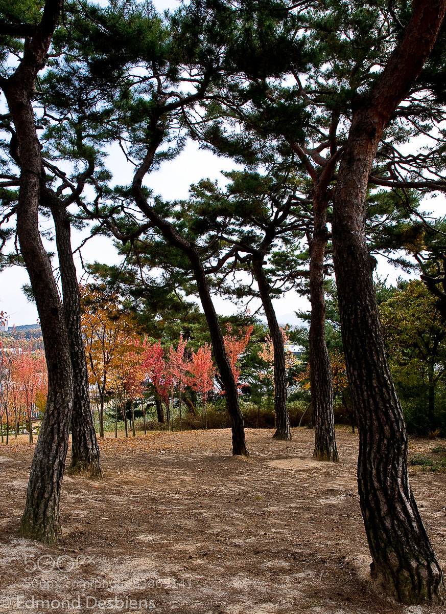 Nikon D300 sample photo. Trees and curves photography