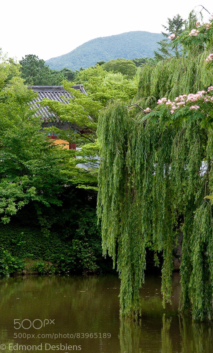 Nikon D300 sample photo. Bulguksa photography