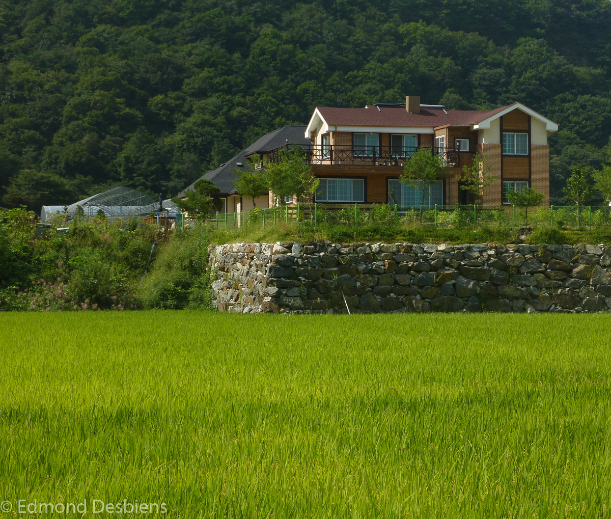 Panasonic DMC-ZS3 sample photo. Country house and rice fields photography