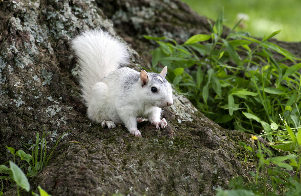 white squirel by stuart wanuck on 500px