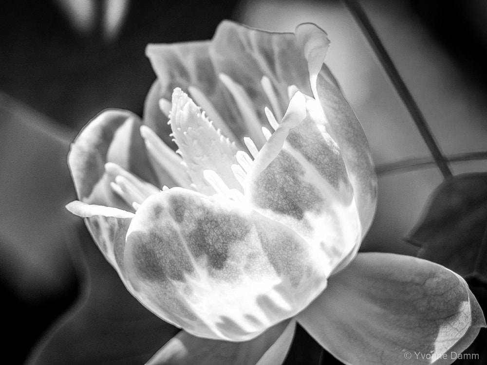 Olympus PEN E-PL5 sample photo. Flower photography