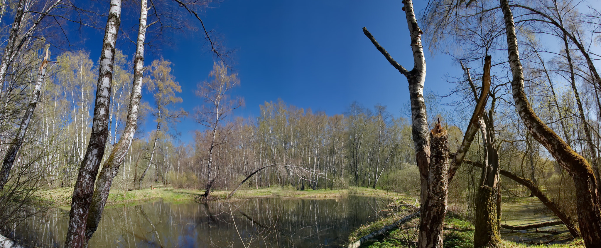 Весенний лес