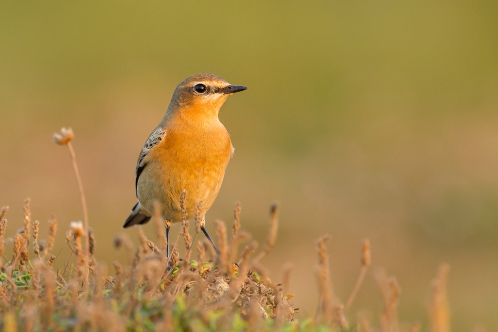 Wheatear