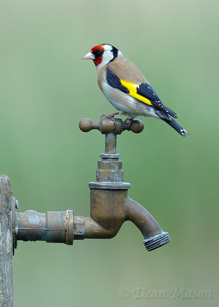 Tap Dancing Goldfinch ! by Dean Mason / 500px