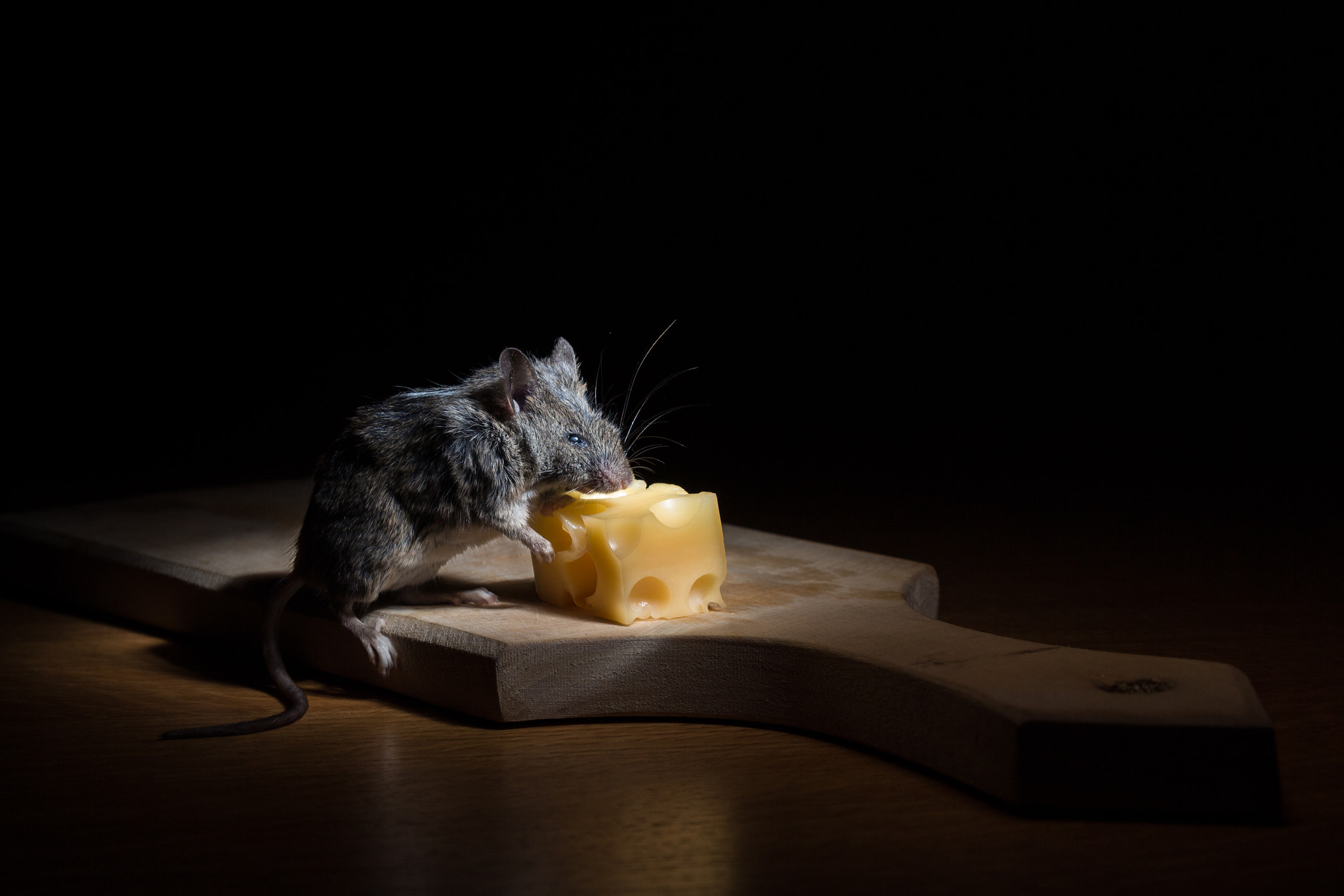 Cheese hunter