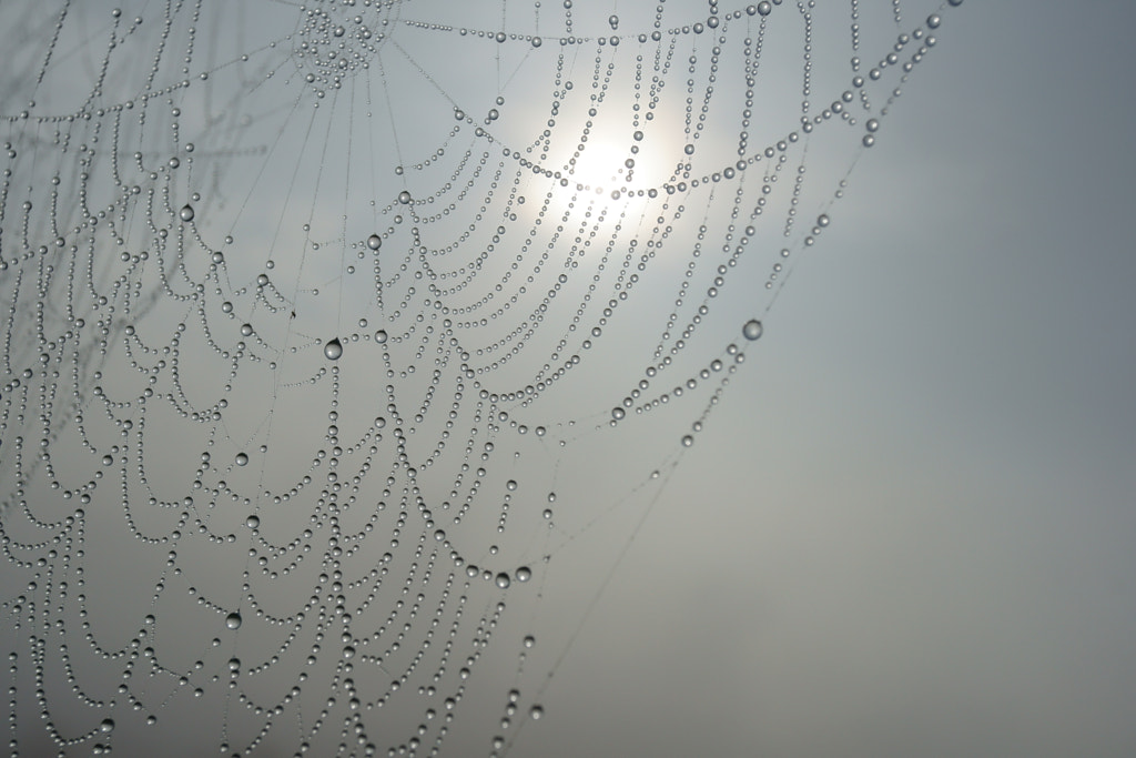 Web by Michel Van Kooten on 500px.com