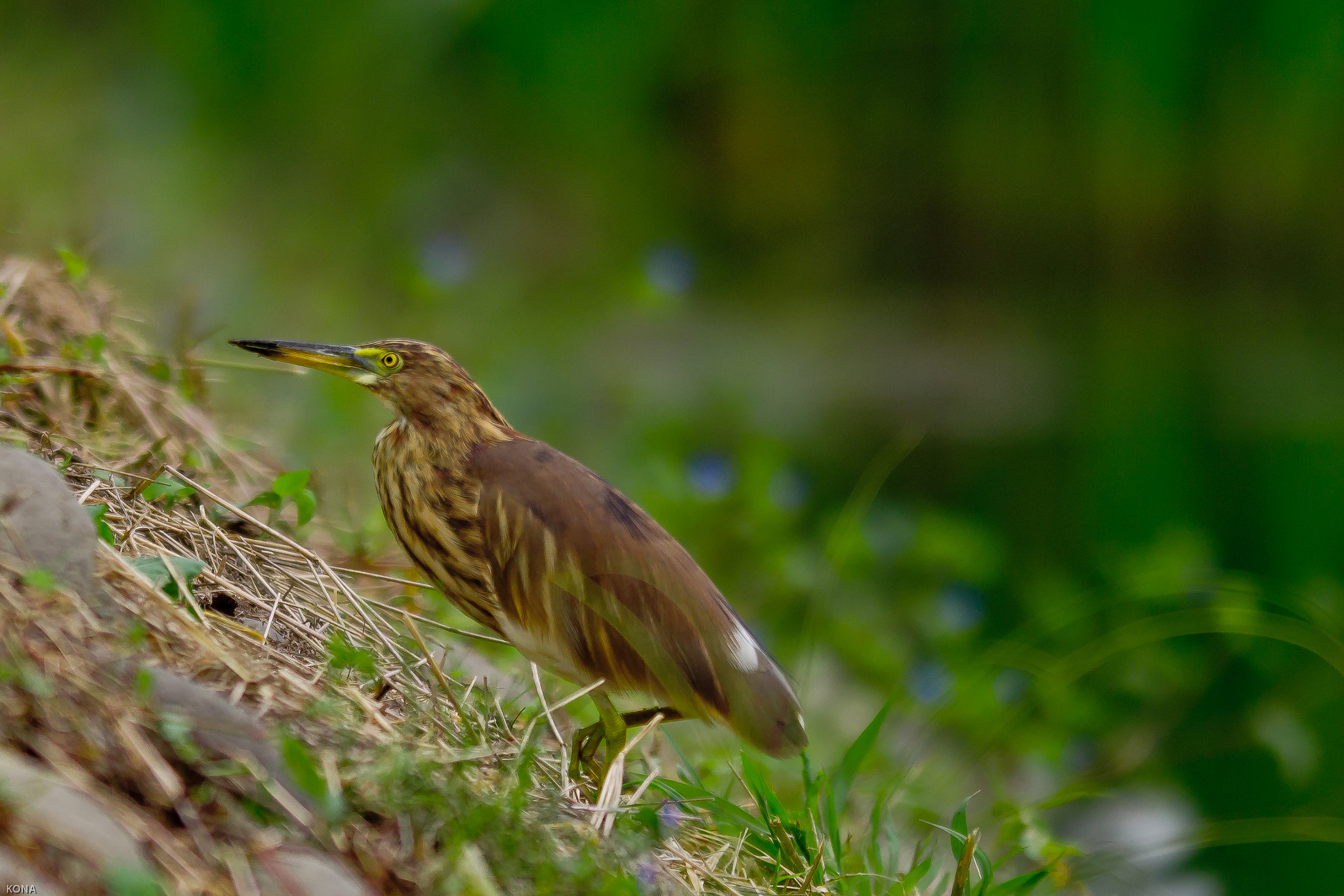 Nikon AF-S Nikkor 400mm F2.8G ED VR II sample photo. Sagi photography