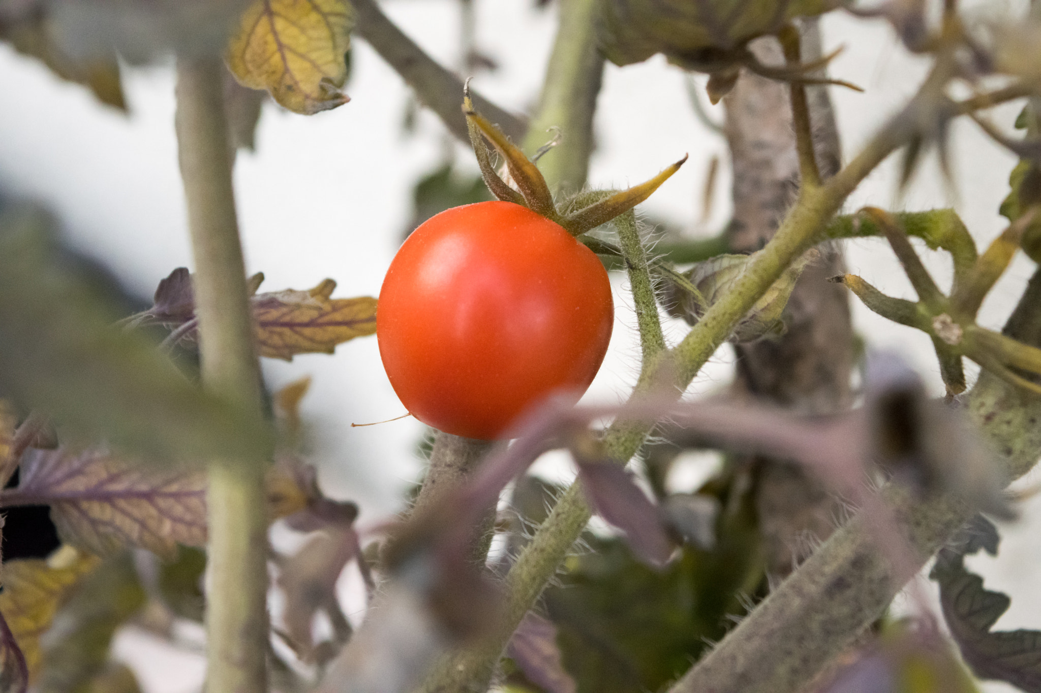 tomato