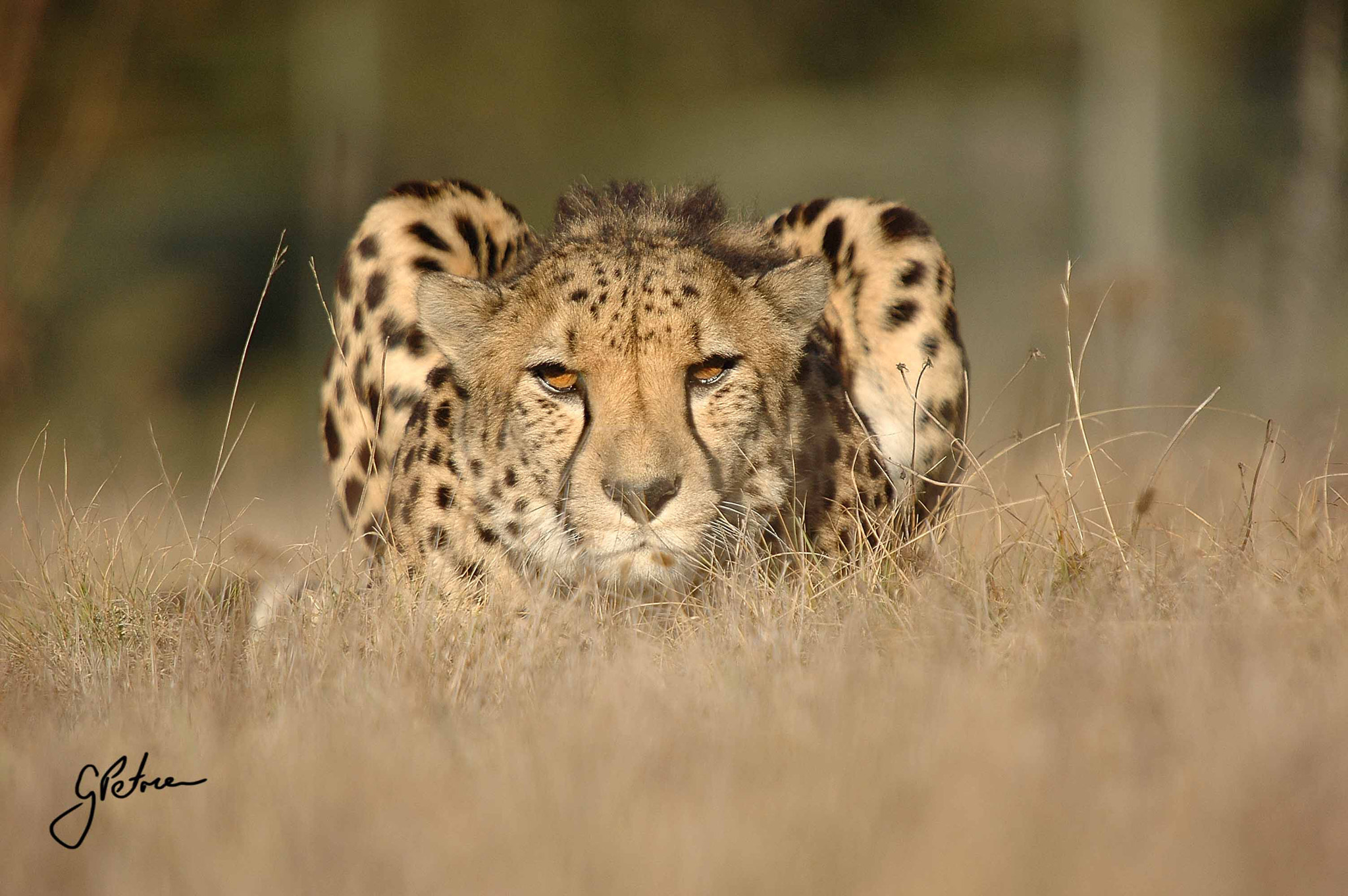 Cheetah