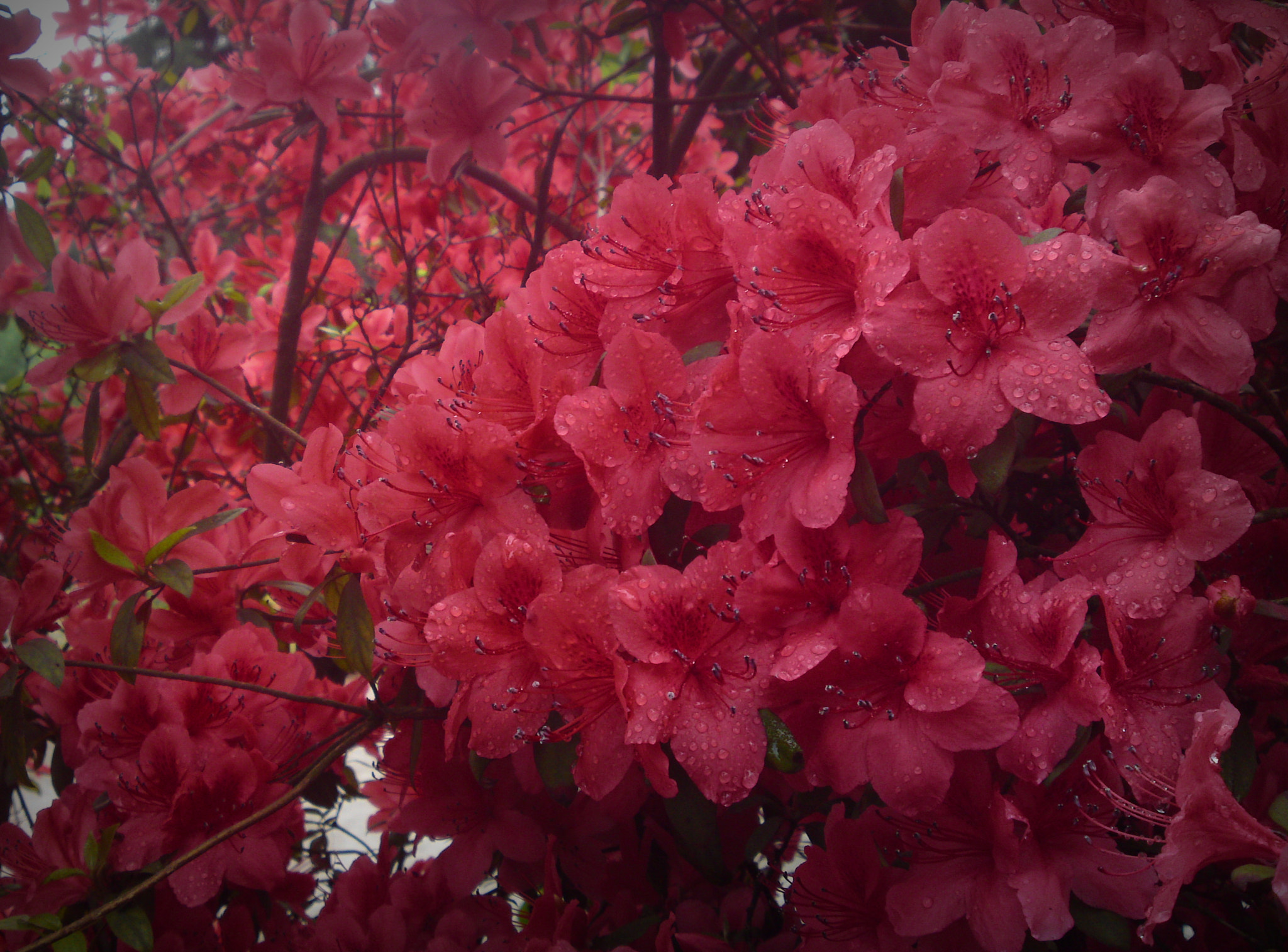 v2?sig=2dc21dc7a721cd1847cc9f2096db758c999863f90210ad8da09fc63e744fdcf5