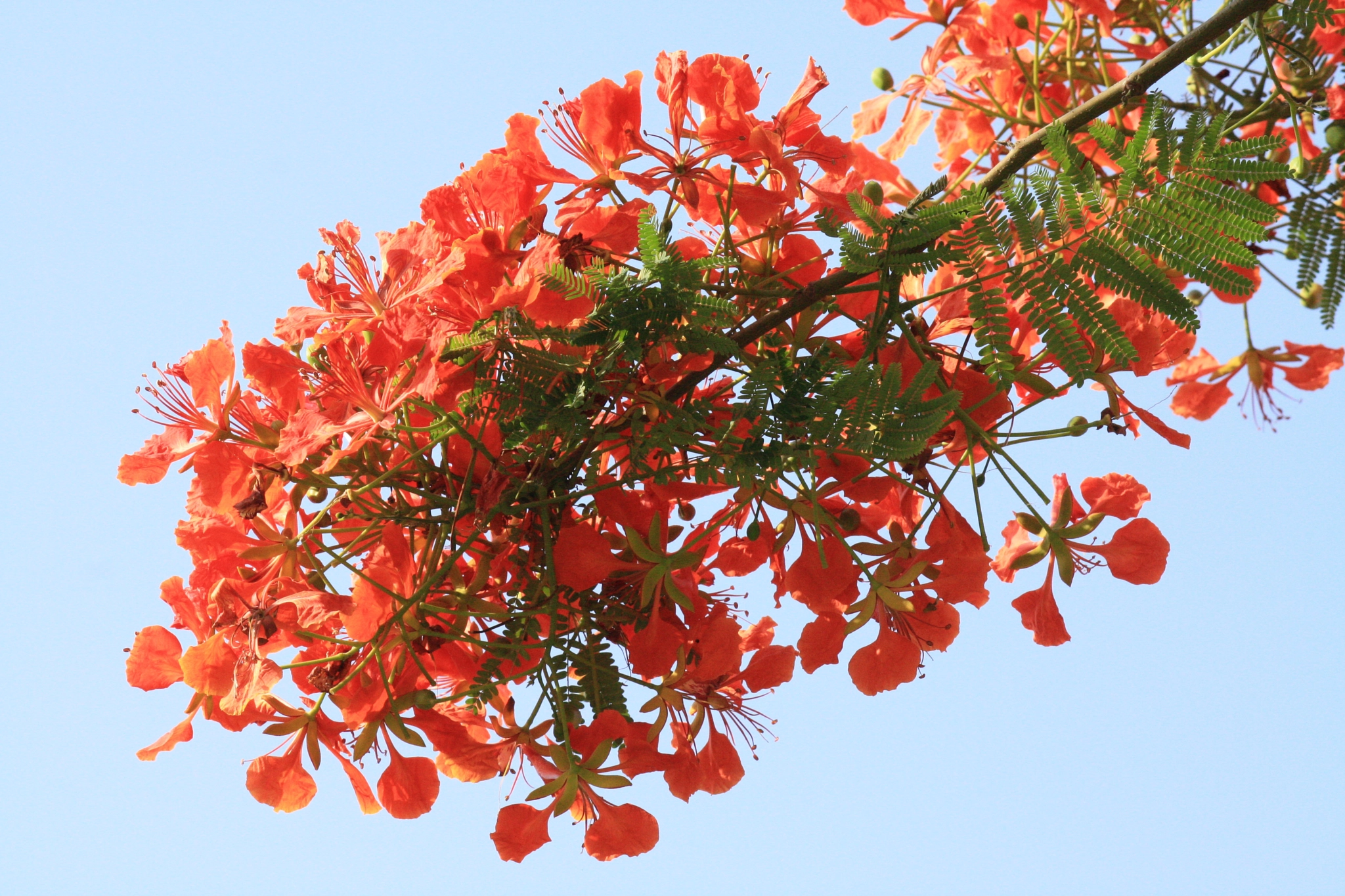 Gulmohar tree blooms by Ajay Kumar - Photo 8445498 / 500px