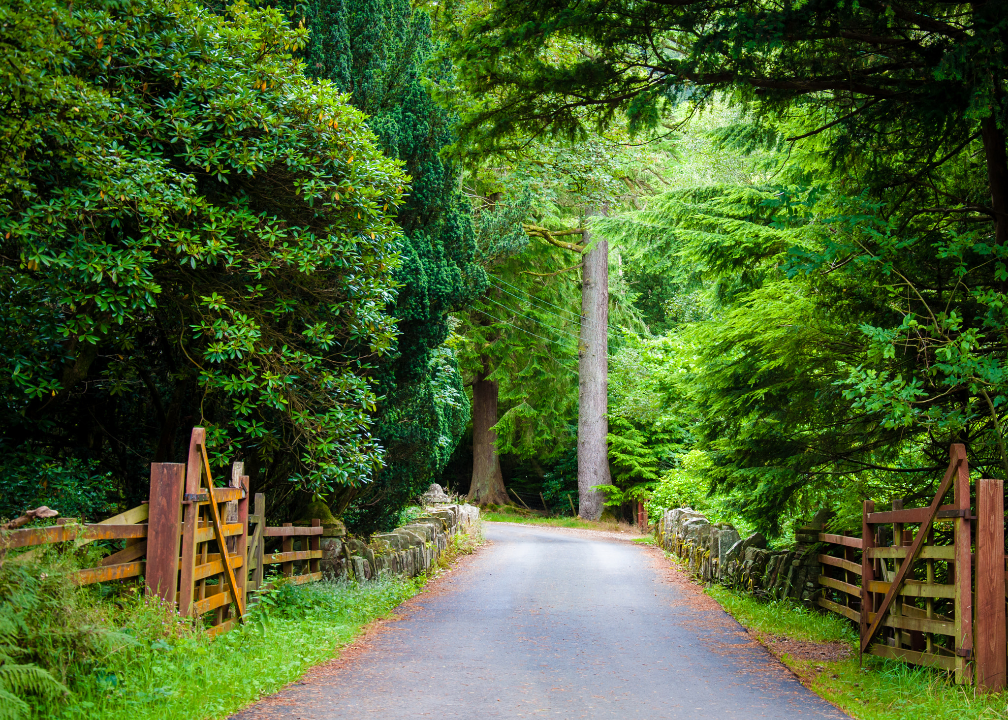 Countryside road through the forest