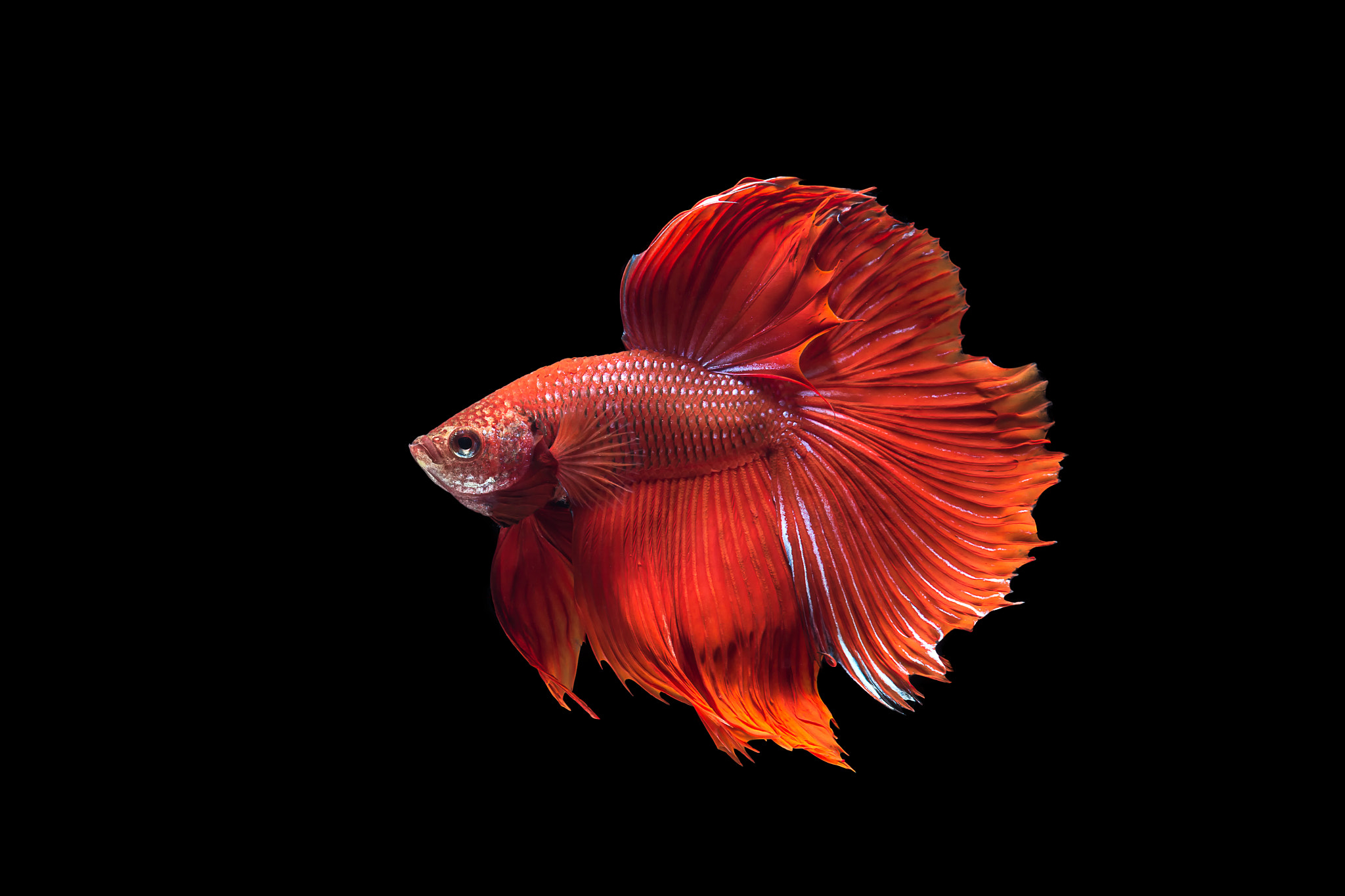 Red Half Moon Siamese Fighting Fish by Jaturapat Pattanacheewin Photo 84507793 / 500px