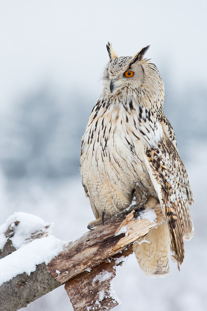 Siberian Eagle Owl by Milan Zygmunt on 500px.com