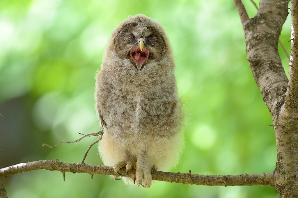 Yawn！ by Tsutomu Adachi on 500px.com